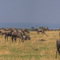 Serengeti NP